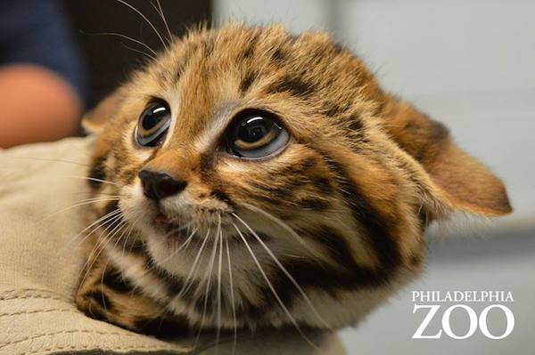 警報レベルの可愛さ！世界最小の猫「クロアシネコ」が動物園で一般公開【米国】