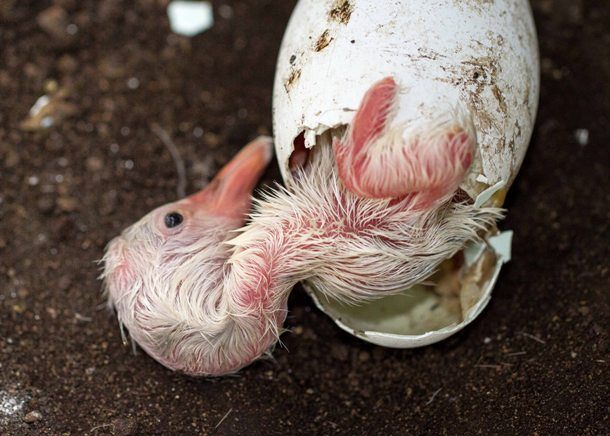 動物好き必見！卵から生まれる動物の孵化したての貴重なシーンまとめ IDEAHACK
