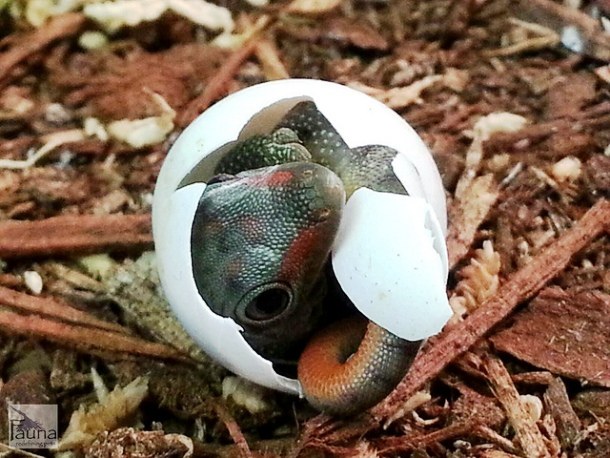 ヤモリ の 卵 孵化