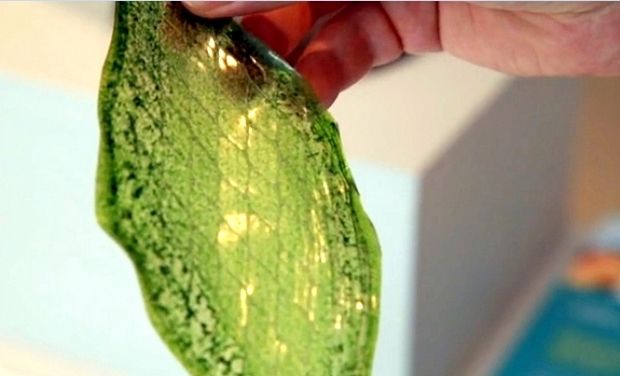 世界初！大学生が光合成する「人工の葉」を開発『Silk Leaf』