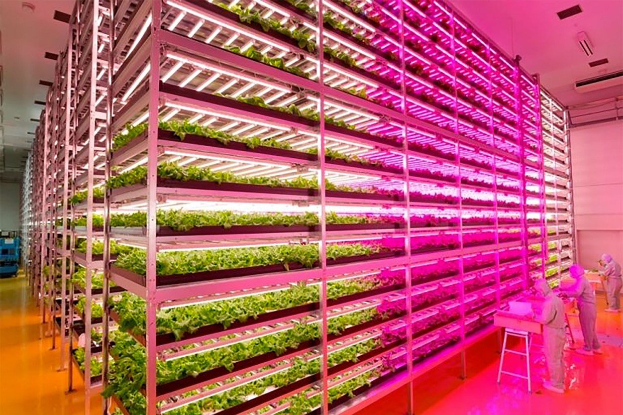 全面LED植物工場が誕生。面積効率100倍、水使用率1%、成長速度2.5倍【宮城】