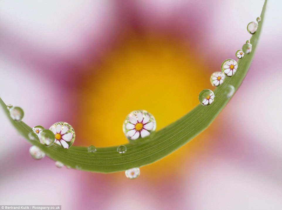 まるで異次元！小さな水滴の中から覗いた花が別世界のように美しすぎる