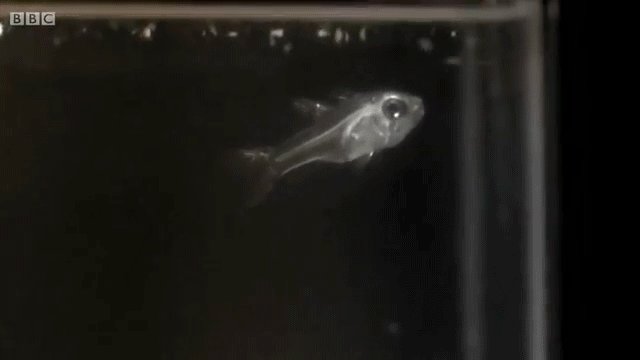 口から青白い光を放つ魚が発見！その仕組みが面白い