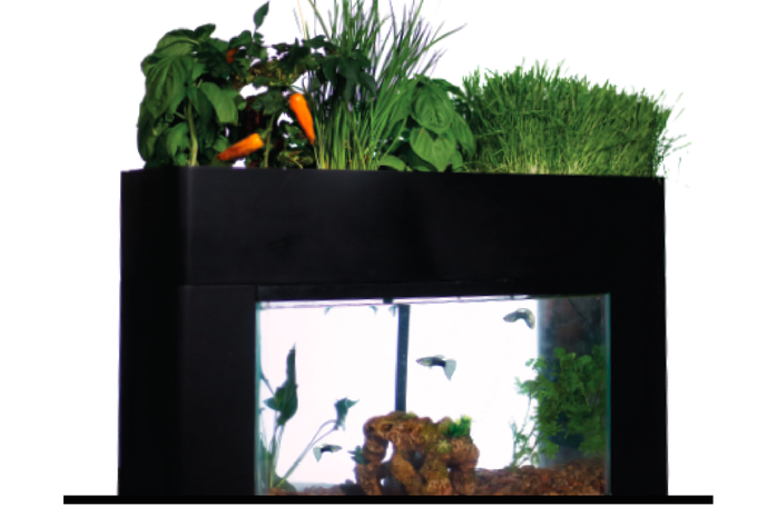 アクアリウムの魚の糞で野菜を育てて、水も綺麗にしてくれる水耕栽培水槽『Aquasprouts』