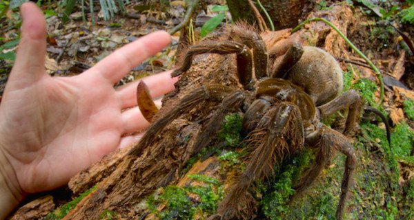 【閲覧注意】南アメリカで小型犬サイズのクモが発見されました