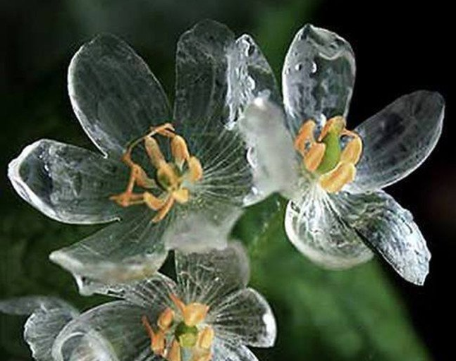 美しい...濡れると花びらがガラスのように透明になる花『サンカヨウ』