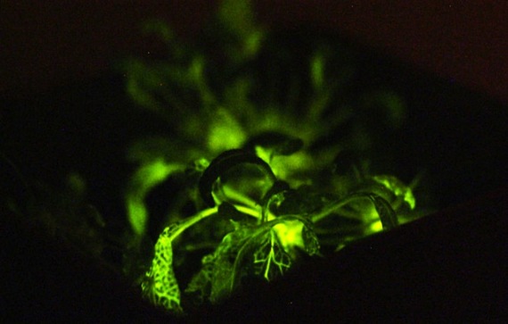 自ら「光る植物」が開発！遺伝子工学のデジタル化が進む