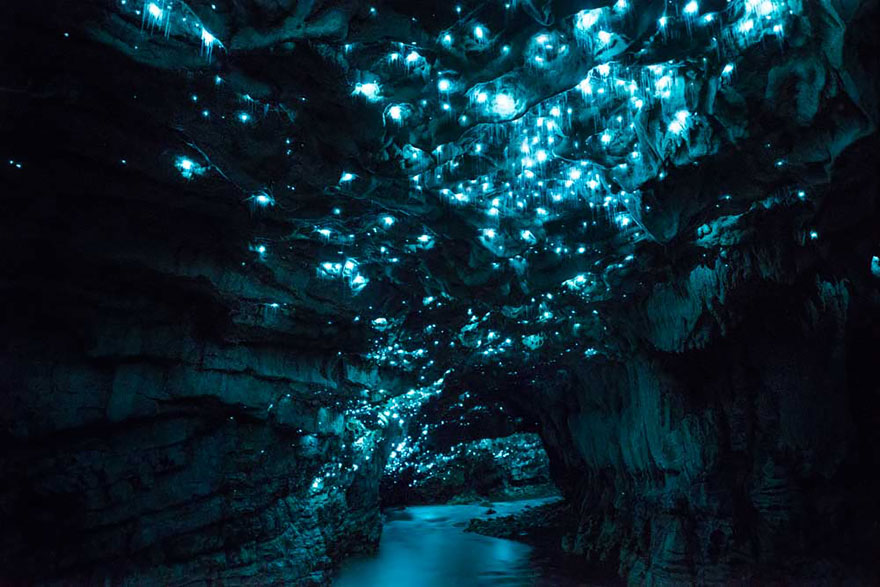 洞窟の中に、満天の星空！ニュージーランドの鍾乳洞「ワイトモ・グローワーム・ケーブ」
