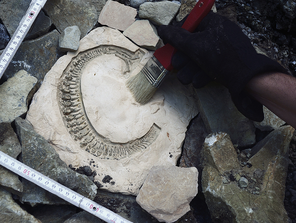 アルファベットな化石『Letter Fossils』