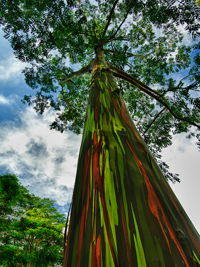 【不思議発見】まるで油絵のようにカラフルな色彩を放つ樹木『レインボー・ユーカリ』