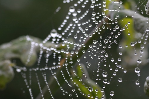 まぁきれい！蜘蛛の巣についた水滴が不自然に美しい