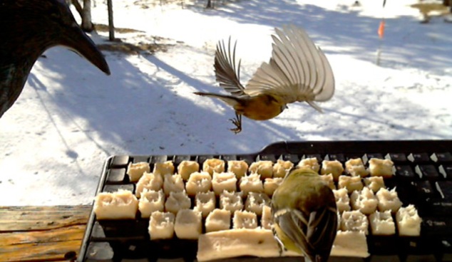 これぞリアルツイッター！！本物の鳥のツイートが楽しめる『Birds on Twitter』