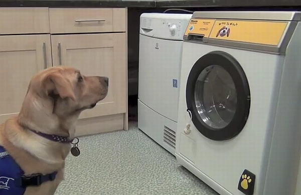 鳴き声でスイッチオン！「犬」が操作できる洗濯機『Woof to Wash』